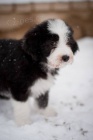 Bearded Collie