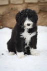 Bearded Collie