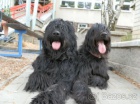 Briard - tata