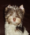 Biro yorkshire terrier - fenka s PP