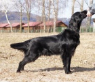 Flat Coated Retriever s PP