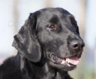 Flat Coated Retriever s PP