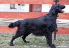 Flat Coated Retriever s PP