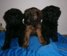 Briard