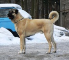 Anatolsk pasteveck pes - Kangal, tata s PP