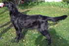 Flat Coated Retriever s PP -posledn nezadan pejsek