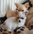 �ivava dlouhosrst�, kr�tkosrst�