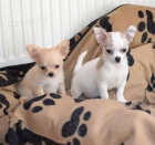 �ivava dlouhosrst�, kr�tkosrst�