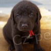 tata Chesapeake bay retrievera