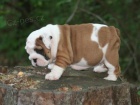 Anglick� buldok �tenata pro prodej