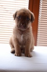 Chesapeake Bay Retriever ttka s PP