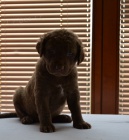 Chesapeake Bay Retriever ttka s PP