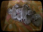 Vmarsk oha - ttka - weimaraner puppies