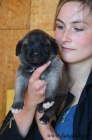 Kangal (registrovan anatolsk pasteveck pes)