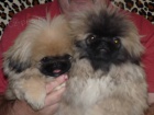 Pekinz