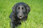 Flat coated retriever