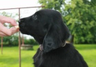 Flat coated retriever