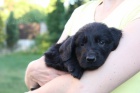 tn Flat Coated Retriever/Retrvr