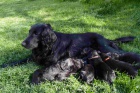 tn Flat Coated Retriever/Retrvr