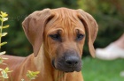 Rhodesian Ridgeback / Rhodsk