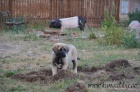 Kangal (registrovan anatolsk pasteveck pes)