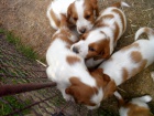 Welsh Springer Spaniel - tata