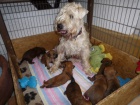 tata - Irish Soft Coated Wheaten Terrier