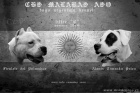 ttka - argentinsk doga