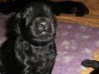 Flat coated retriever s PP