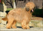 Briard , tata s PP