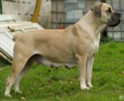 Boerboel - tata