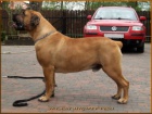 Boerboel - tata