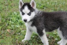 �t��ata Husky
