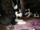 Sibirsk� husky �tenata.