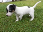 �t��ata Jack russell teri�r