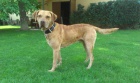 Hled se nevsta (Chesapeake Bay Retriever)