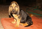 Bloodhound tn tata prodej