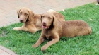 Chesapeake Bay Retriever K ODBRU!