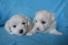 Fenky Coton de Tulear