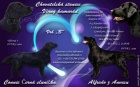 tn Flat Coated Retriever/Retrvr