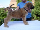 tn Irish Soft Coated Wheaten Terrier