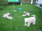 tn Irish Soft Coated Wheaten Terrier