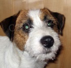 nab�z�m psa jrt ke kryt�