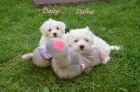 tata Coton de Tulear