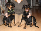 Beauceron ttka s PP