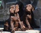 Labrador retriver okoldov s PP (pejsci)