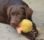 Labrador retriver okoldov s PP (pejsci)