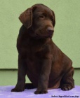 Labrador retriver okoldov s PP (pejsci)