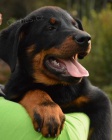 Beauceron tn