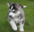 Sibi�sk� Husky �t��ata    